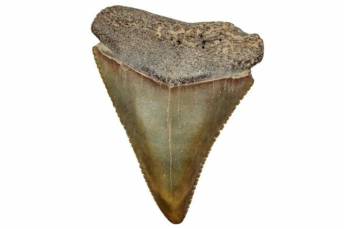 Fossil Great White Shark Tooth - North Carolina #243193